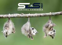SES Possum Removal Canberra image 8